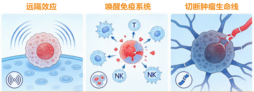 空间分割放疗远隔效应与免疫激活示意